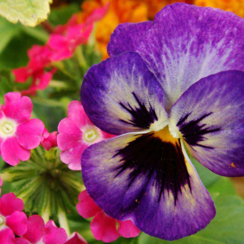 nature-6