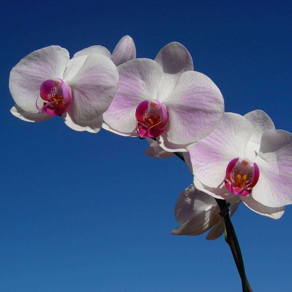 nature-7