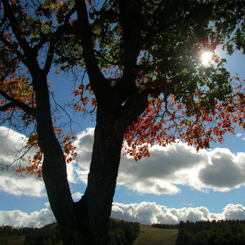 nature-8